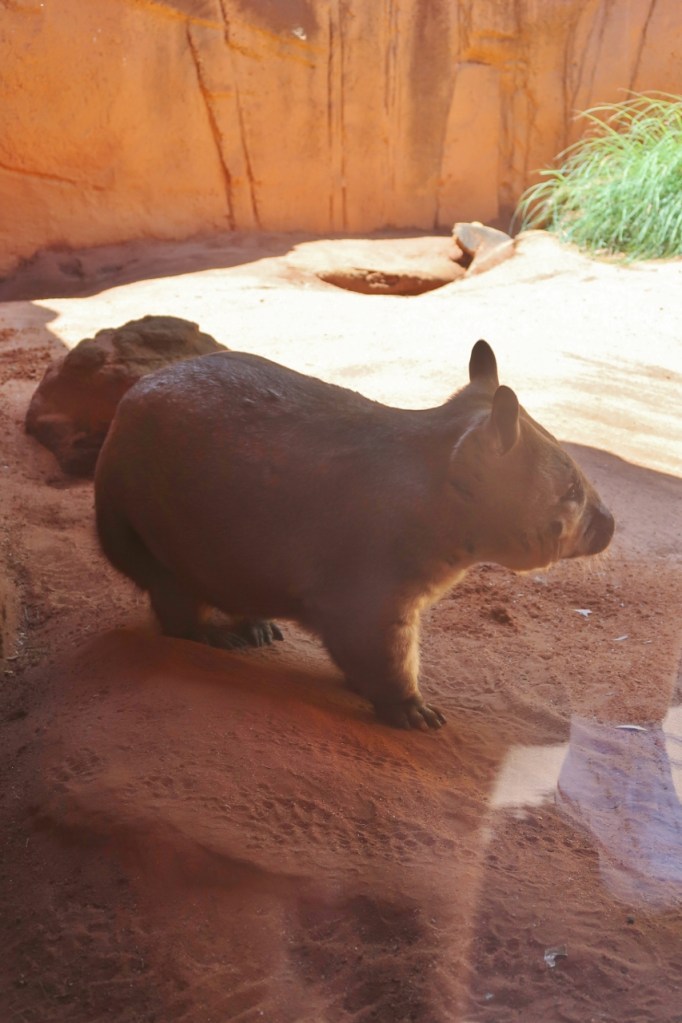 A slow-moving wombat pacing up and down its enclosure at Dreamworld Theme Park
