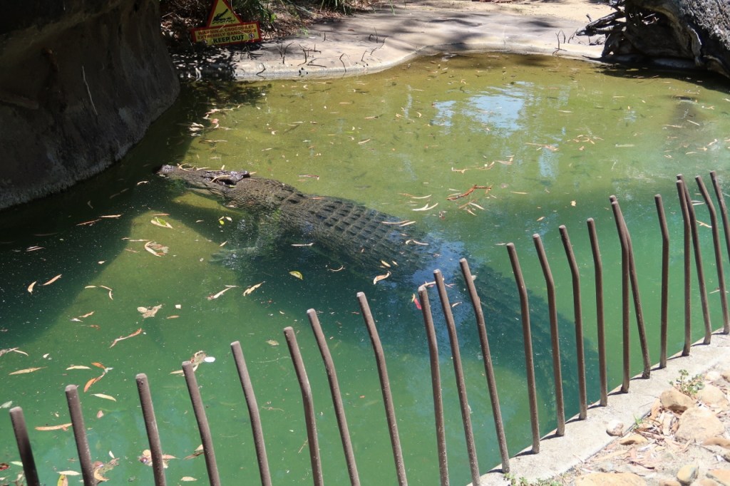 A motionless sunbathing crocodile at Dreamworld Theme Park