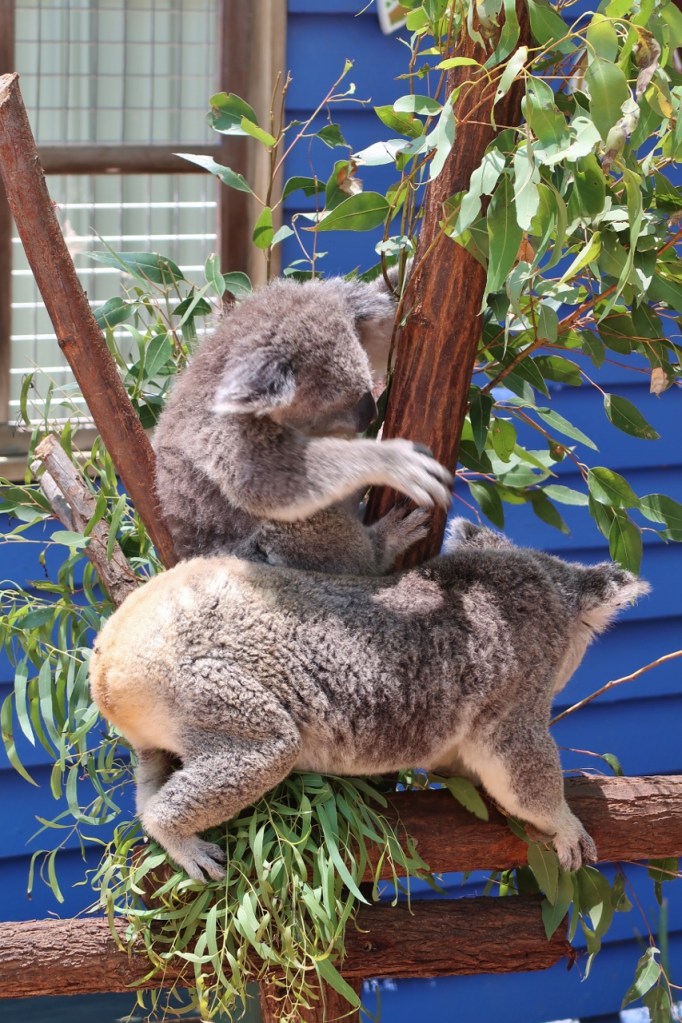 A cranky koala swiping at the intruder koala at Dreamworld Theme Park