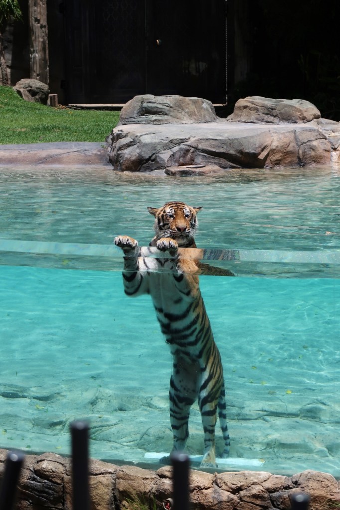 An orange tiger standing on its hind legs in a pool at Dreamworld Theme Park