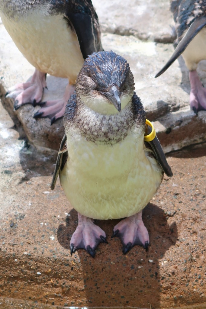 A close-up shot of a little penguin during the Penguin Feeding Presentation at Sea World Marine Theme Park