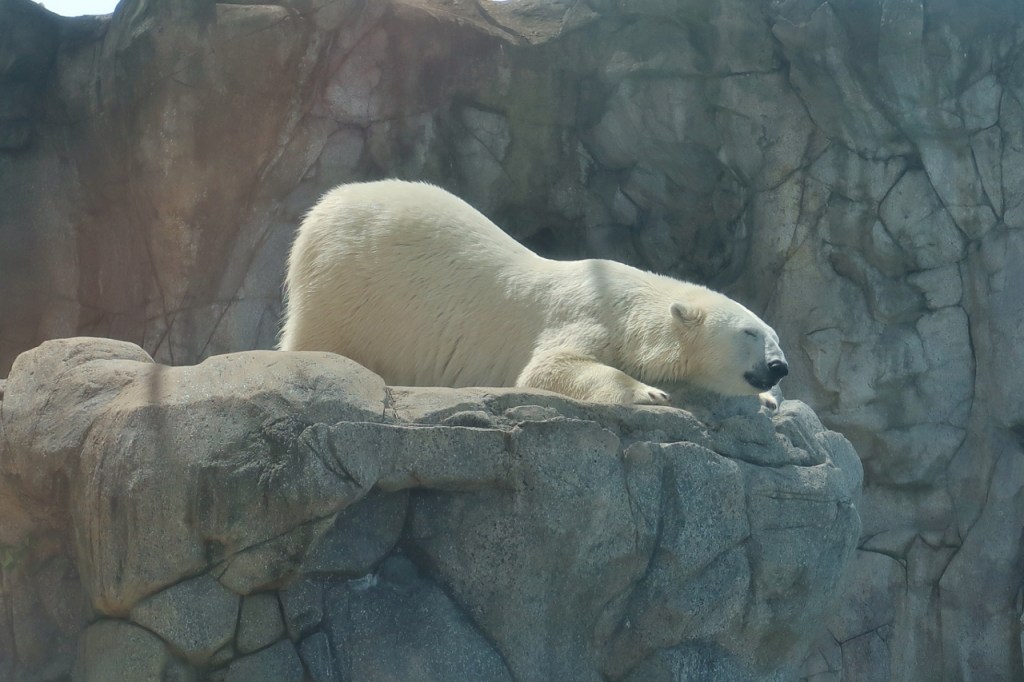A lazing polar bear with its eyes closed at Polar Bear Shores at Sea World Marine Theme Park