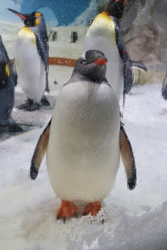 A gentoo penguin at Penguin Encounter at Sea World Marine Theme Park