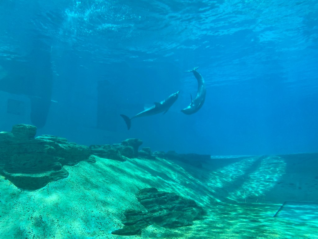 Two dolphins chasing each other around at S.E.A. Aquarium Resorts World Sentosa