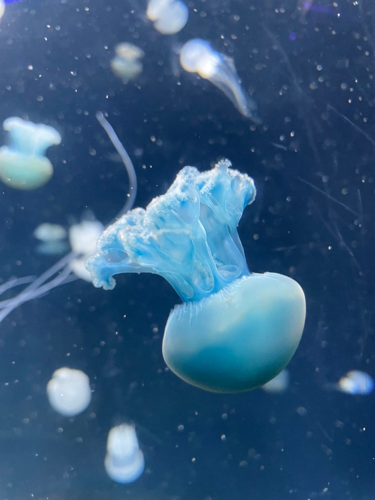 Blue blubber jellyfish at S.E.A. Aquarium Resorts World Sentosa