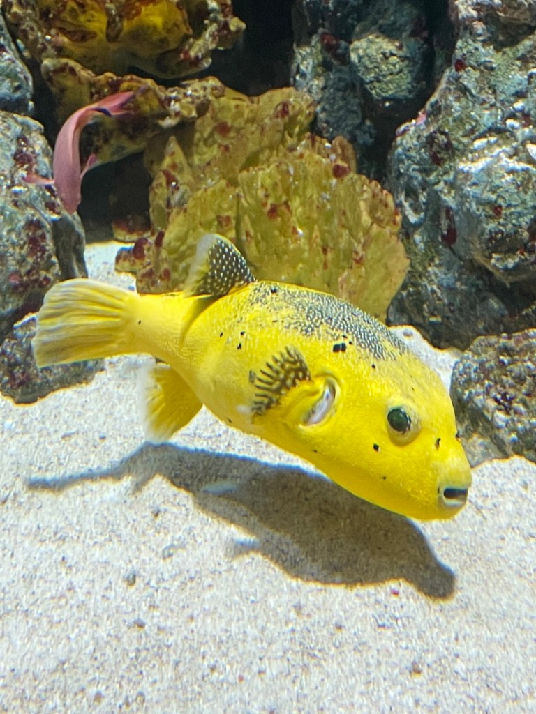 A bright yellow guineafowl pufferfish at S.E.A. Aquarium Resorts World Sentosa