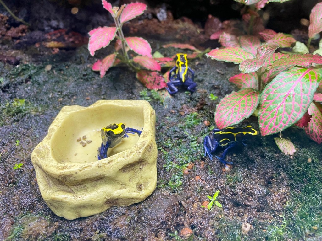 Poison arrow frogs at S.E.A. Aquarium Resorts World Sentosa