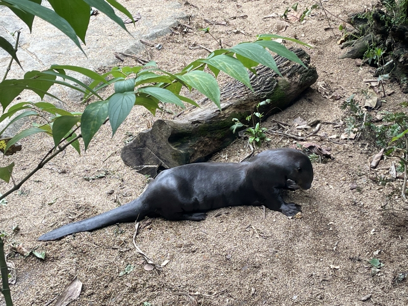 An otter lying on the banks of its habitat at River Safari/Wonders' Amazon Flooded Forest