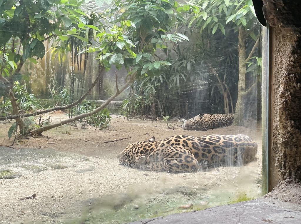 Sleeping jaguars along the Amazon River Quest boat ride at River Safari/Wonders