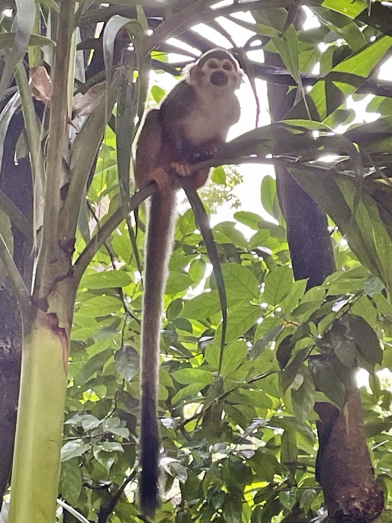 A squirrel monkey in a tree at River Safari/Wonders' Squirrel Monkey Forest