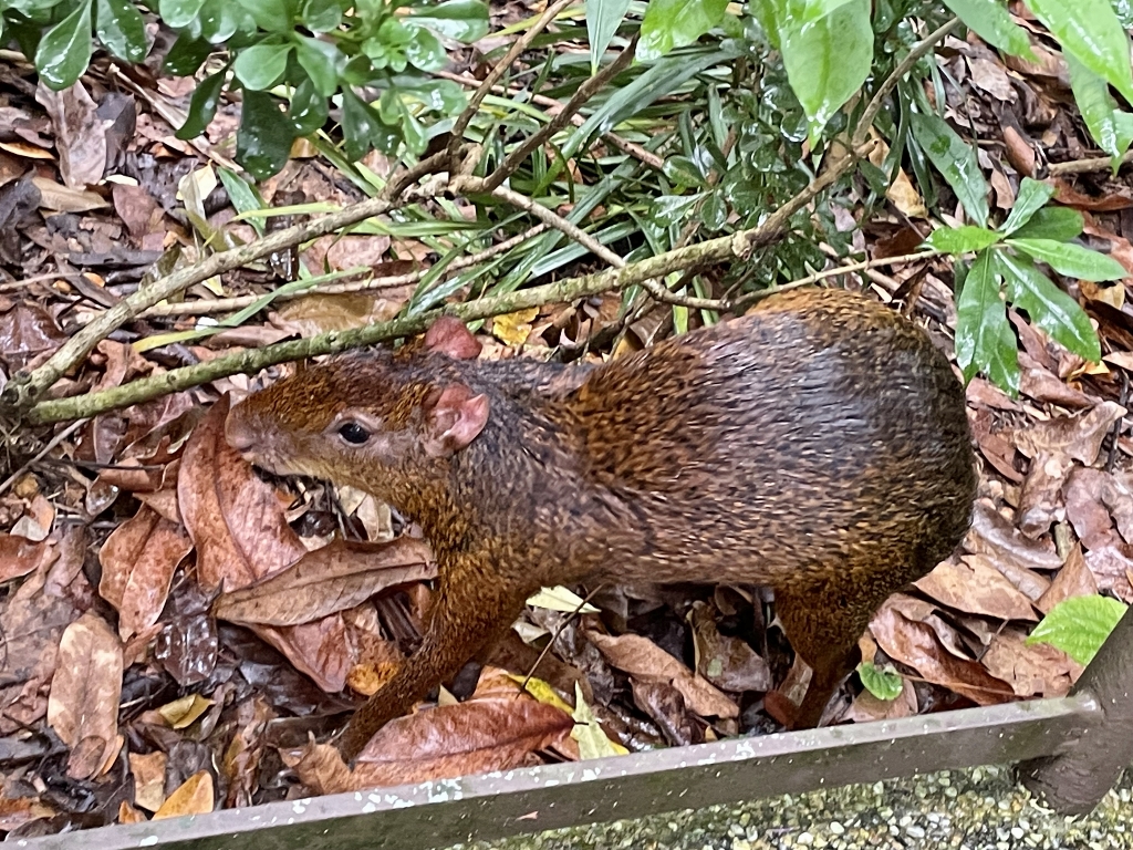 An Azara's agouti walking beside a footpath at River Safari/Wonders' Squirrel Monkey Forest