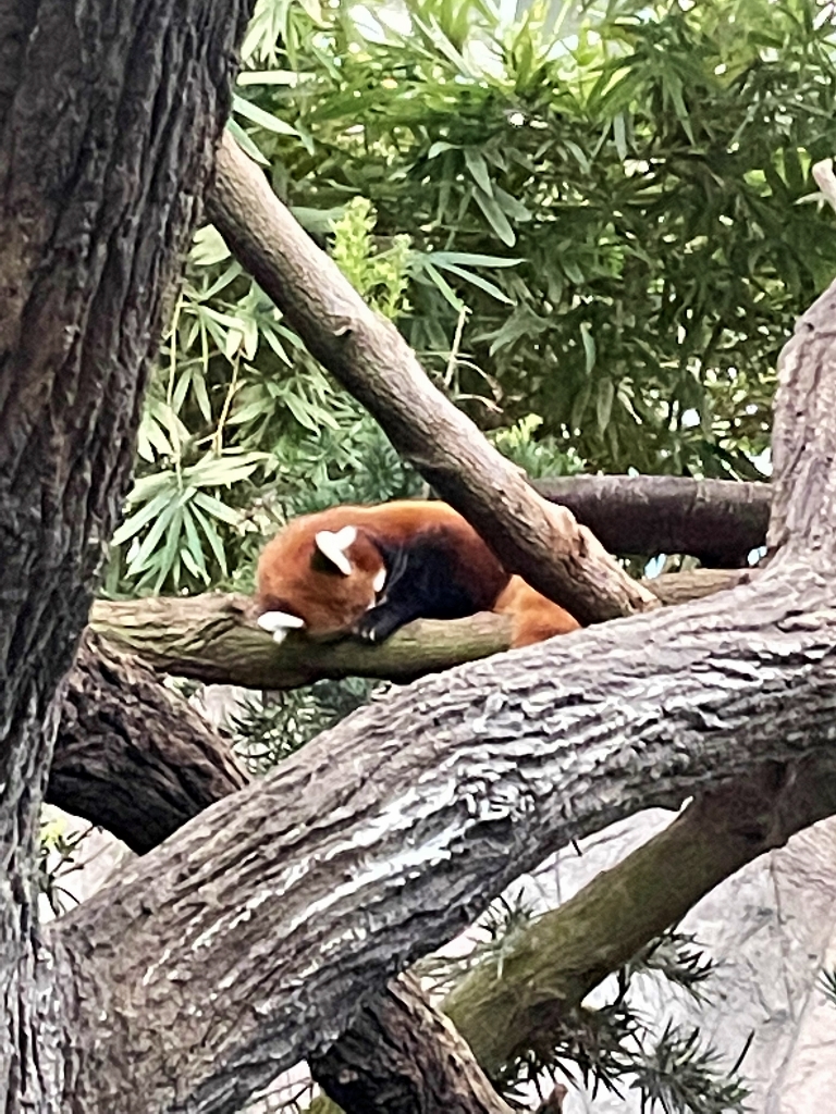 A red panda in a tree at River Safari/Wonders' Giant Panda Forest