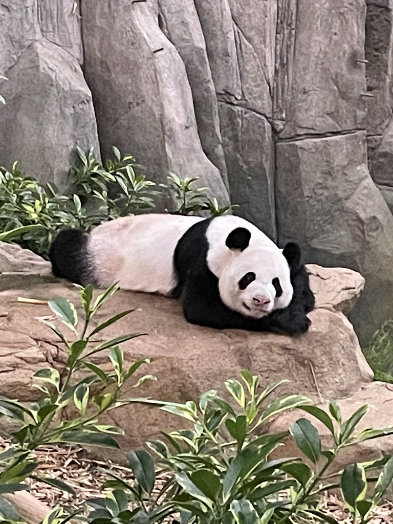 Giant panda Kai Kai lazing on a rock at River Safari/Wonders' Giant Panda Forest