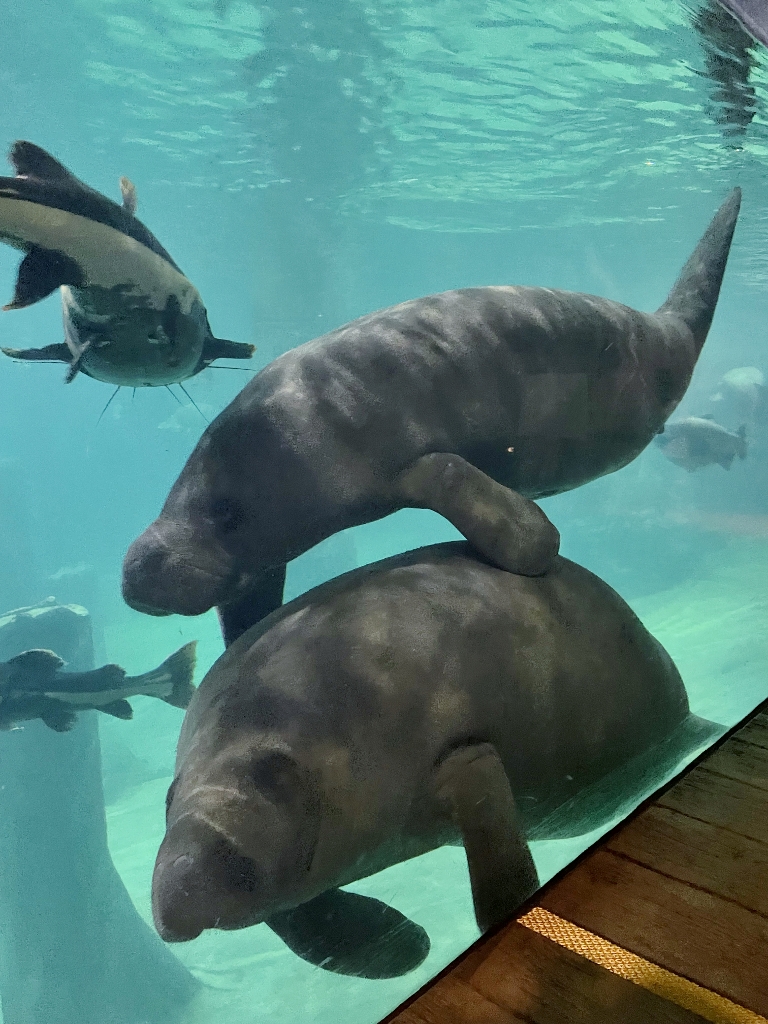 One manatee hugging another at River Safari/Wonders' Amazon Flooded Forest