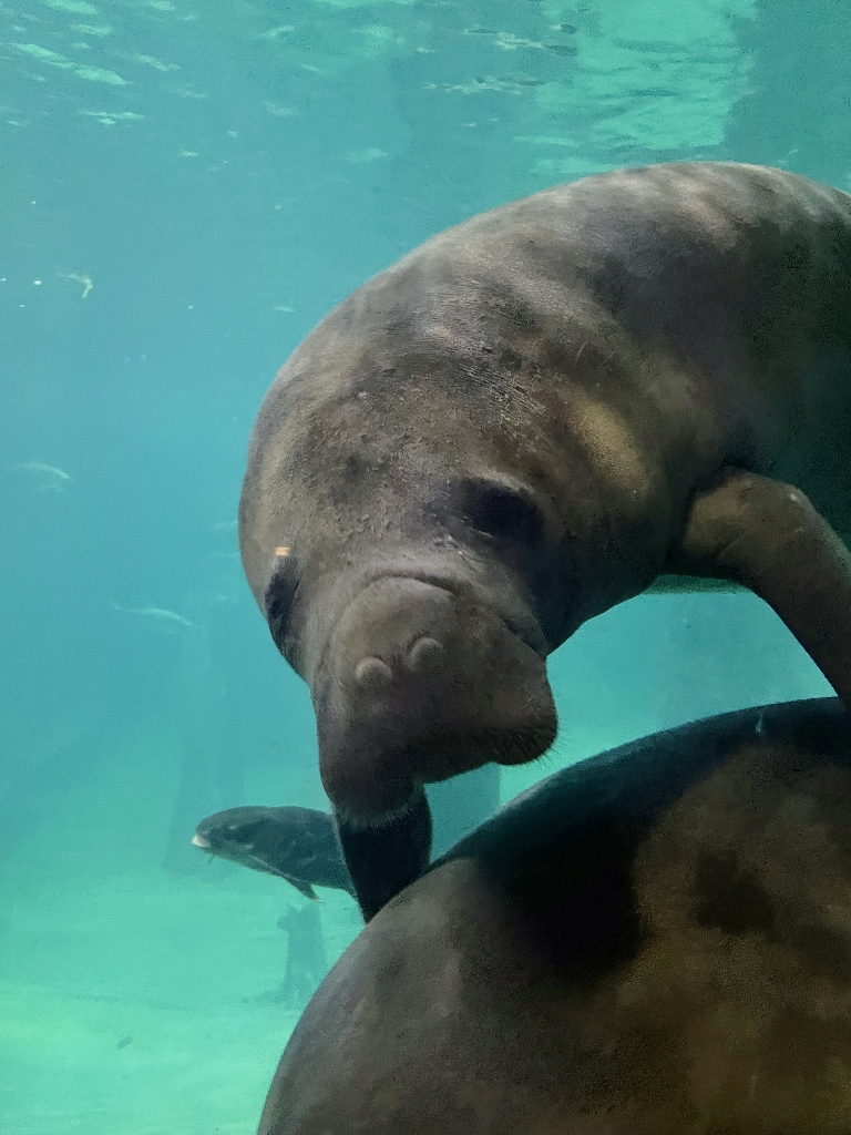 A manatee smiling at the camera at River Safari/Wonders' Amazon Flooded Forest