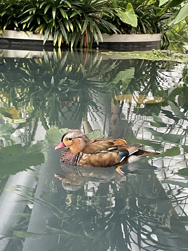 Mandarin duck in Canopy Park at Jewel Changi Airport