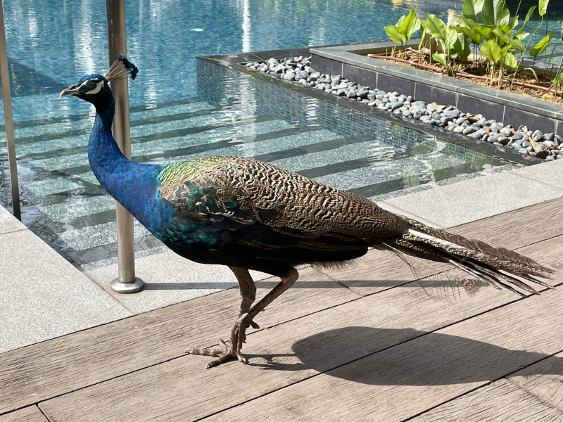 Free-roaming peacock by the swimming pool at The Barracks Hotel