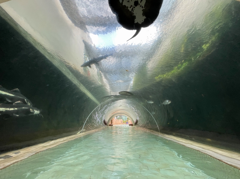 An underwater tunnel with marine life along the Adventure River at Adventure Cove Waterpark theme park