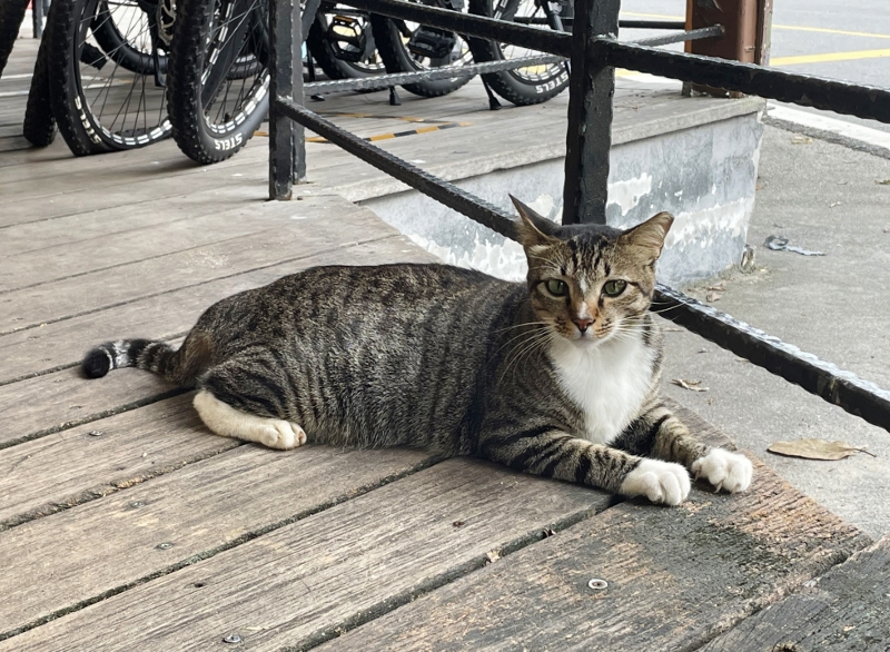A cat sitting on one of the ramps at Gogreen Eco Adventure rental shop