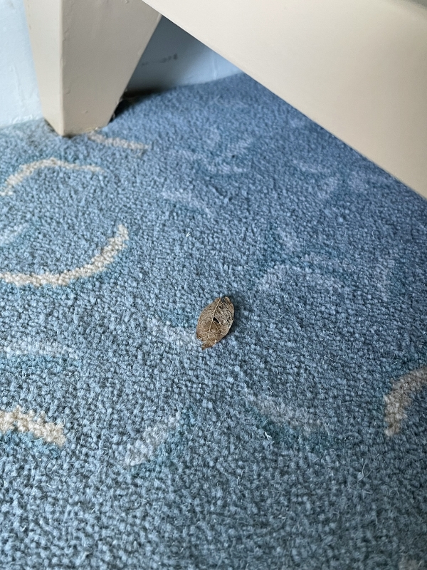 Dead leaf found under the dresser in Valley Wing Deluxe Room at Shangri-La Hotel