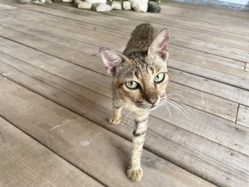 A cat at Kelong Baba Restaurant By Kelong Shangrila Tj. Pinang