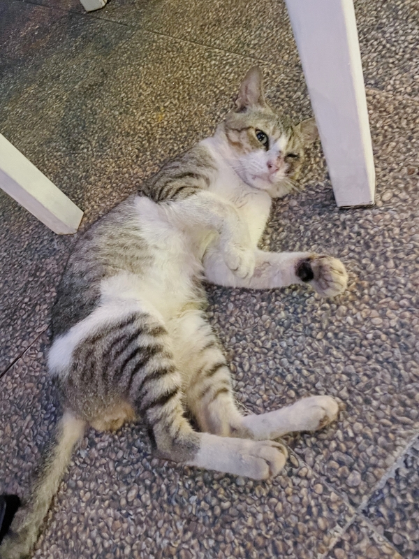 A cat at Kelong Baba Restaurant By Kelong Shangrila Tj. Pinang