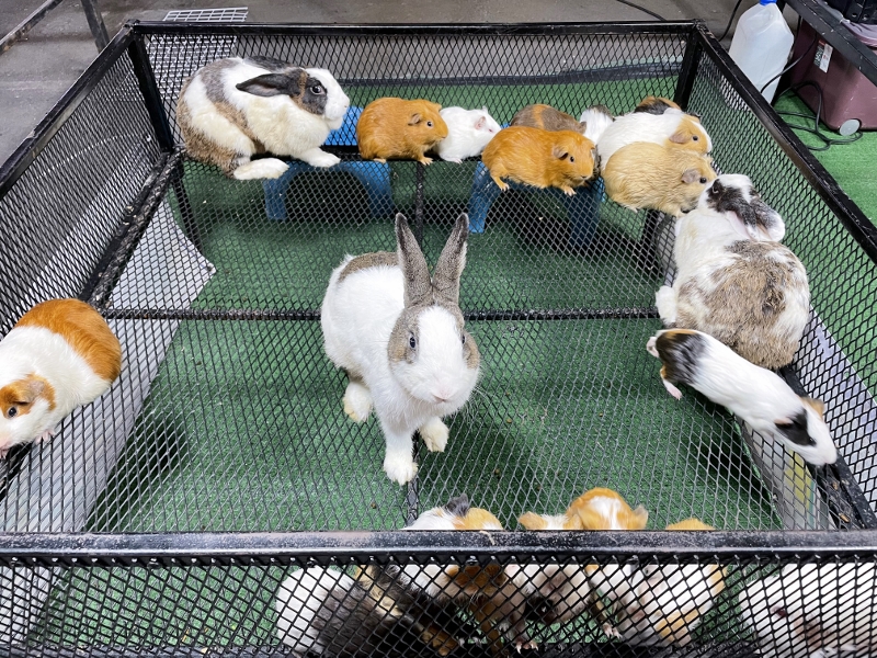 Rabbits and guinea pigs at the petting zoo at Liab Duan Night Market