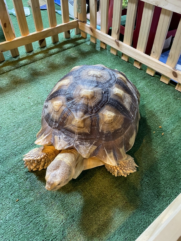 Tortoise at the petting zoo at Liab Duan Night Market