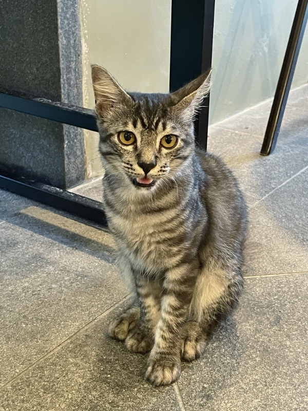 Cat at Turmeric restaurant at Anantara Desaru Coast Resort & Villas