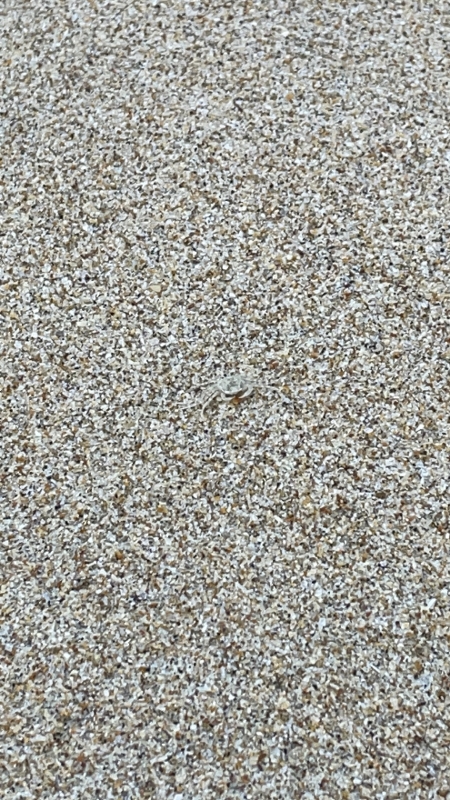 A small crab spotted along Desaru Beach near Anantara Desaru Coast Resort & Villas