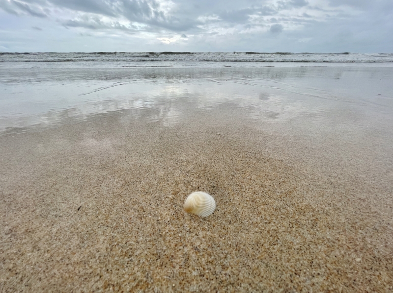 Seashell along Desaru Beach near Anantara Desaru Coast Resort & Villas