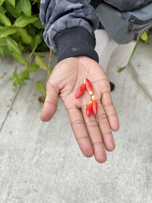 Button ginger from Nature Walk activity at Anantara Desaru Coast Resort & Villas