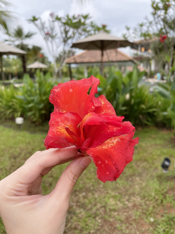 Sea hibiscus from Nature Walk activity at Anantara Desaru Coast Resort & Villas