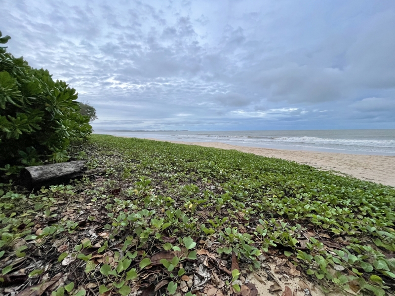 Mangrove foliage and morning glory from Nature Walk activity at Anantara Desaru Coast Resort & Villas