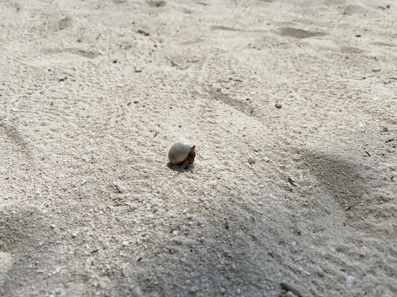 A hermit crab spotted at ONU Marche restaurant and bar at Mövenpick Resort Kuredhivaru