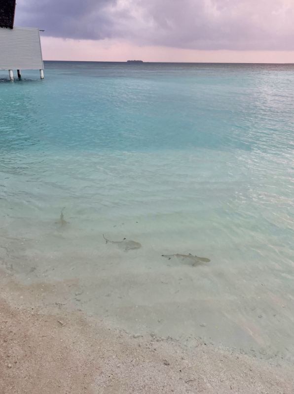 Blacktip reef sharks spotted at Sun Spa by Healing Earth at Mövenpick Resort Kuredhivaru