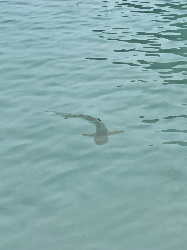 Baby blacktip reef shark at Maya Bay on Phi Phi Islands Sunrise Tour by Simba Sea Trips