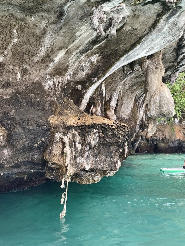 Monkeys at Monkey Beach on Phi Phi Islands Sunrise Tour by Simba Sea Trips