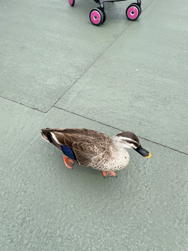 A duck crossing the path at Tokyo Disneyland