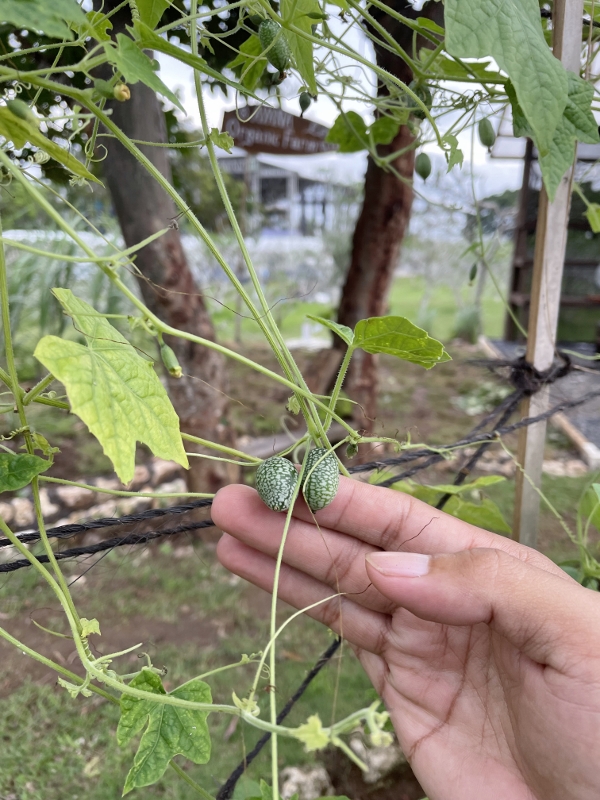 Cucumelon hybrid plant at Champa Garden at AYANA Resort Bali