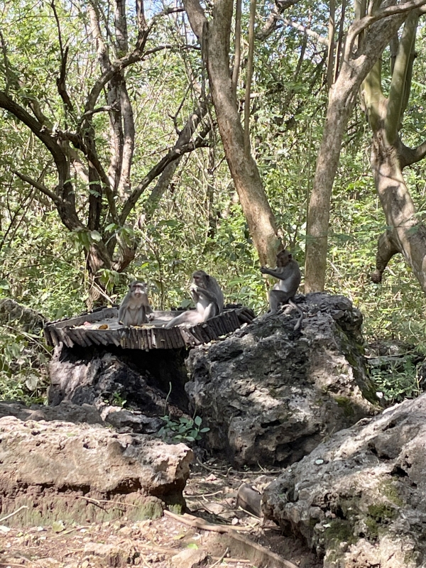 Monkeys spotted at the Monkey Forest at AYANA Estate